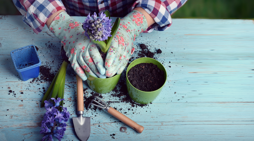 Therapeutic benefits of gardening: Ladies hands planting a purple flower on a blue wooden table