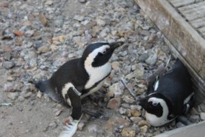 Penguins at Birdworld